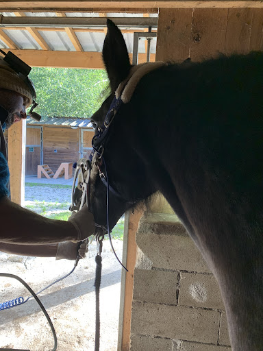 Nicolas keriven Technicien dentaire equin - Thumbnail