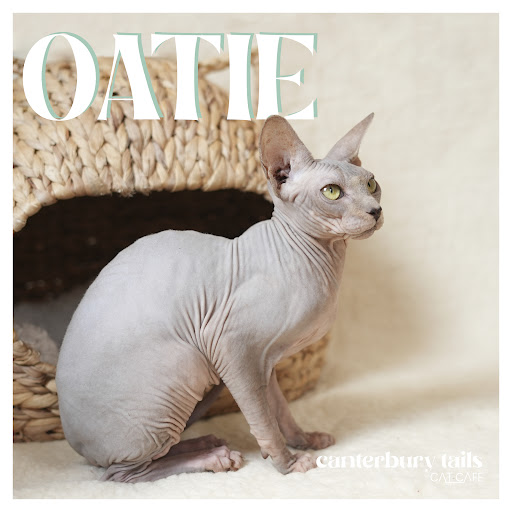 Canterbury Tails Cat Cafe - Thumbnail