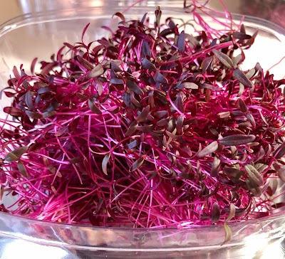 HydroCat Microgreens