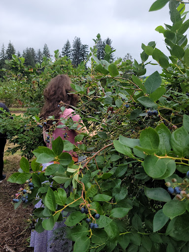 Gibson Farms U-Pick Blueberries - Thumbnail