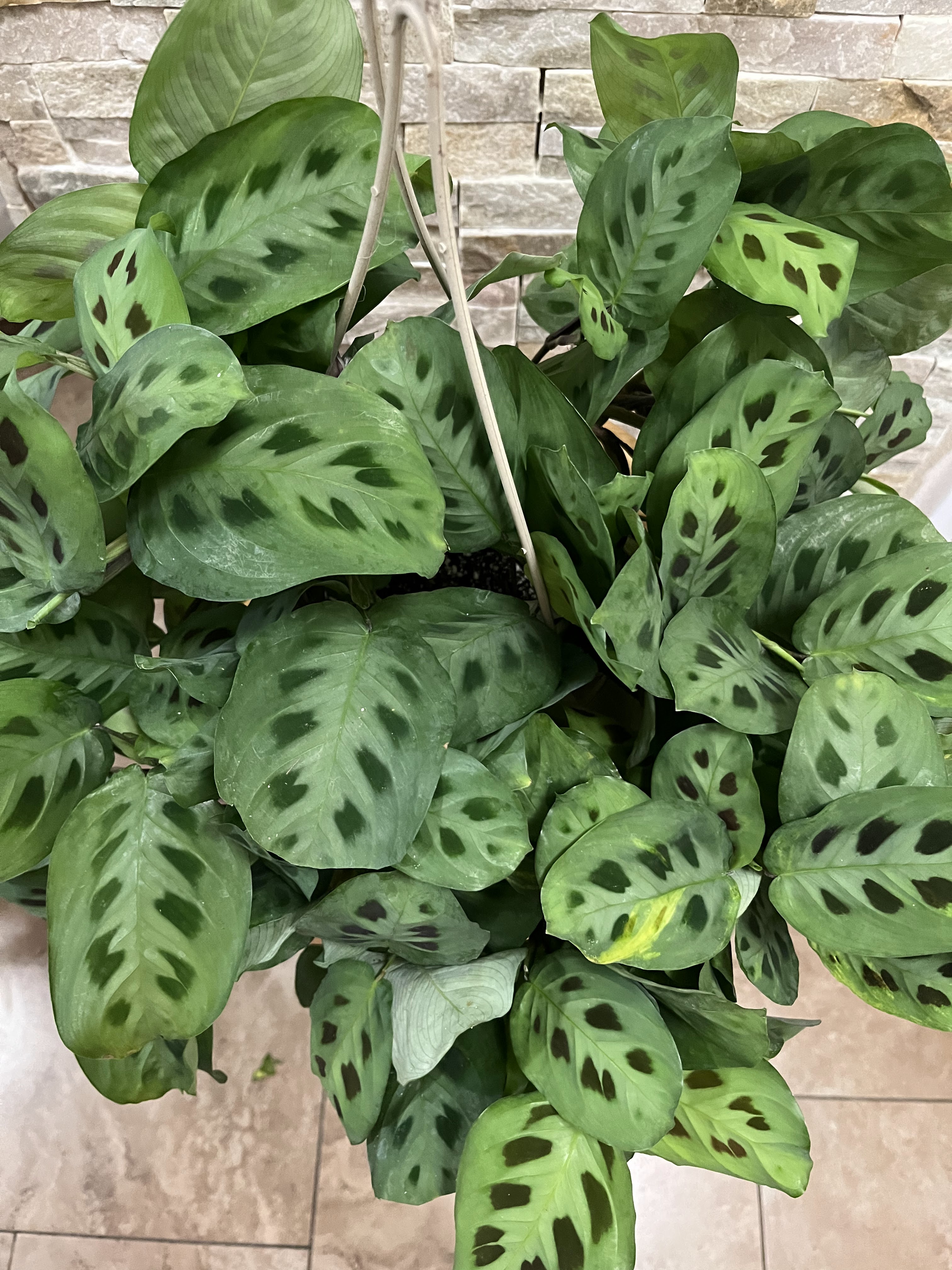 A New Leaf Nursery