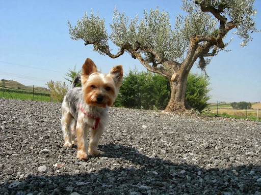 Hotel para perros Residencia Canina Riverarce