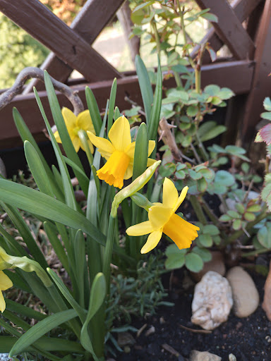 Mes fleurs - Thumbnail