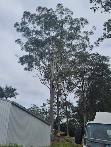 Limb-it-Less Tree Services - Thumbnail