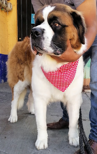 Clínica veterinaria "Corvvet"