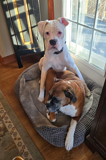 Canine Clubhouse - Thumbnail