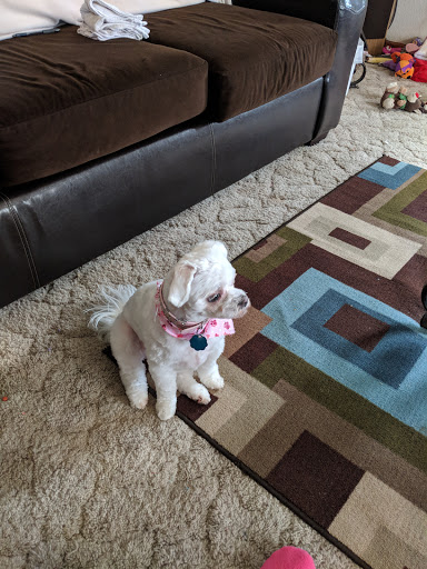 Dog Gone Pretty - Thumbnail