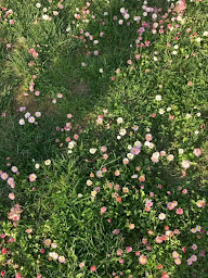 Photo n°19 de Ptite Semelle Toulouse St Orens à Saint-Orens-de-Gameville (Magasin de chaussures orthopédiques)