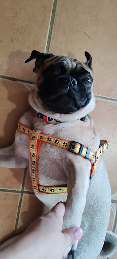 Mi Perruqueria Paws and Meow