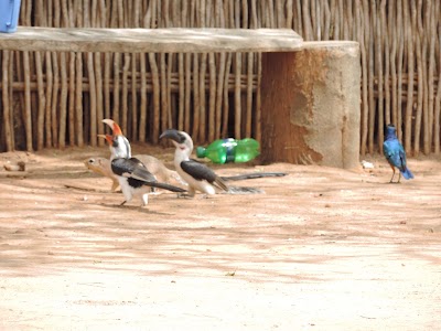 Photos of Kora National Reserve