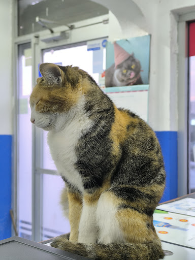 Callvet