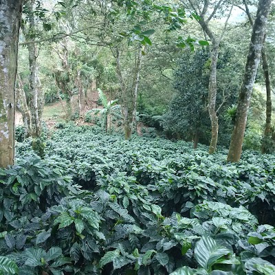 Photos of FINCA JACOBA
