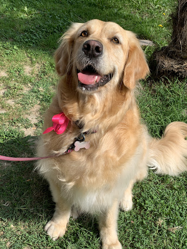 Salone Beauty Dog - Thumbnail