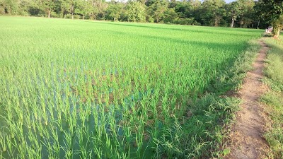 Photos of ທົ່ງນາ ທ້າວສິນ ພະວັງ