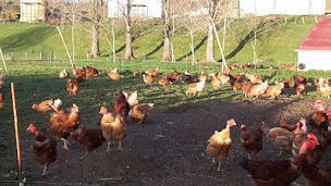 Photo n°1 de Ferme de Saint Hippolyte à Terre-de-Bancalié (Éleveur)