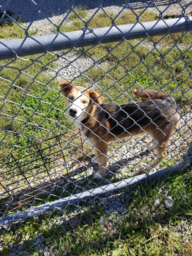 Butler County Animal Shelter - Thumbnail