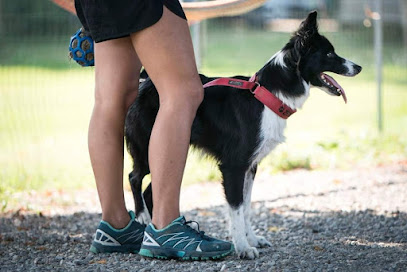 Centro cinofilo SNAPPY Dog