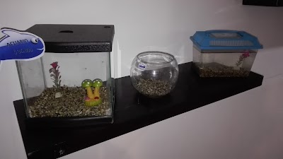 Photos of Pets And Fish