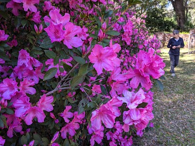 Micanopy Historic Cemetary