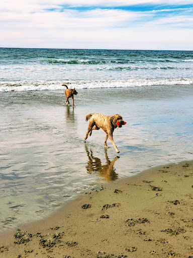 Morro Bay Dog Beach - Thumbnail