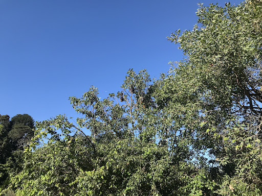 Fruit Bat Colony