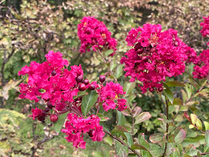 Photo n°51 de Le Mas Ferrand à Graveson (Hôtel)