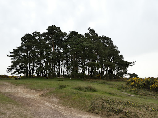 Camp Hill Clump Gallery - United Kingdom