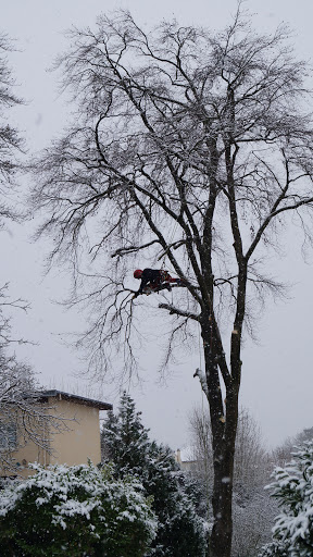 Muller Forêts - Thumbnail
