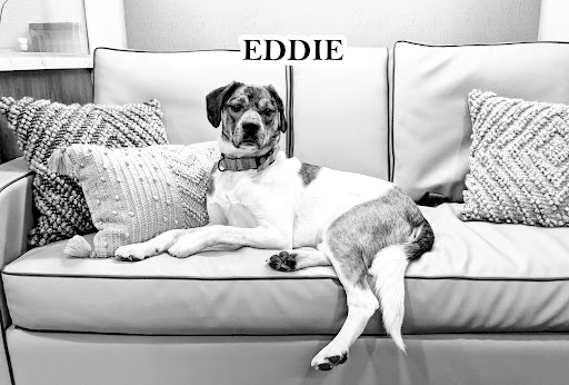 bnCreative Dog Accessories & Gifts - Thumbnail