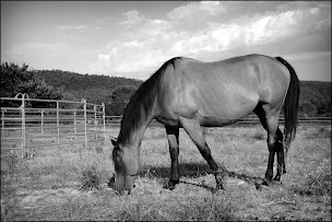 Photo n°8 de Domaine de Kanthaka (Caval'essence) à Montmirat (Centre équestre)