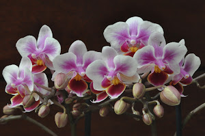 Chinen Orchids 0