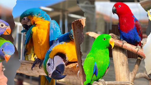 Sebah's Birds Logo