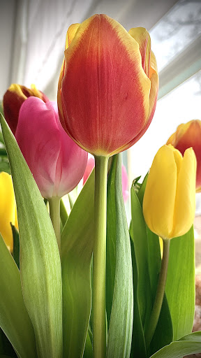 Freshflowers.nl - Thumbnail
