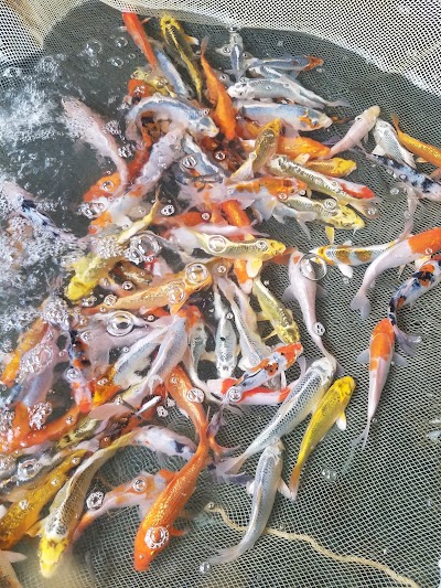 Nemo Bait & Fisheries