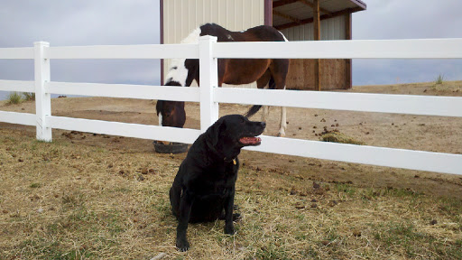 K9 Ancestral Diet Raw Dog Food - Thumbnail