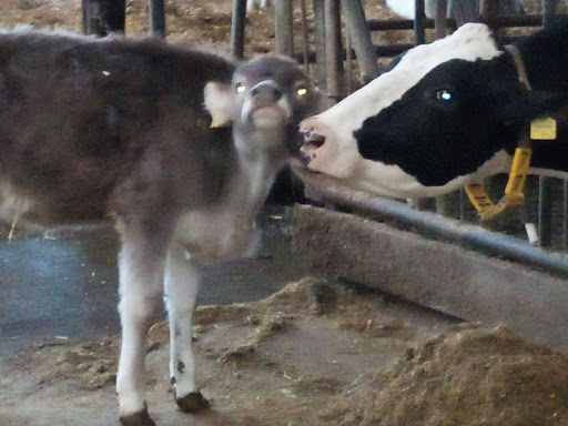 Erich Albrecht Gehrke Viedt dairy farming - Thumbnail
