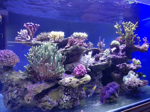 Acquariolandia - Visual
