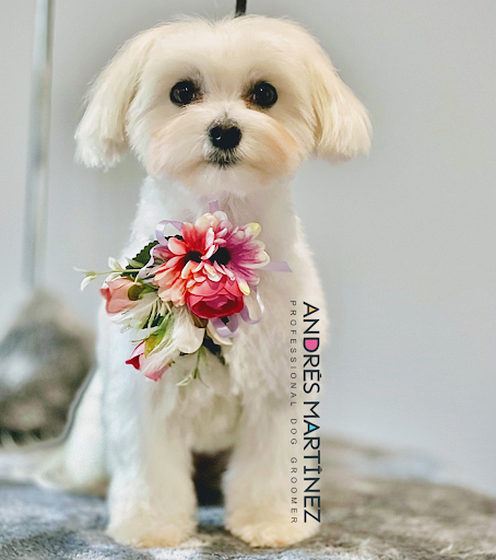 Peluqueria Canina Andrés Martinez Professional Dog Groomer - Thumbnail