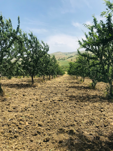 Azienda Agricola Rossana Tuzzolino - Thumbnail