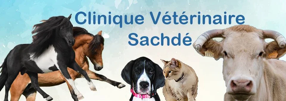Cabinet Vétérinaire des Docteurs Sachdé photo