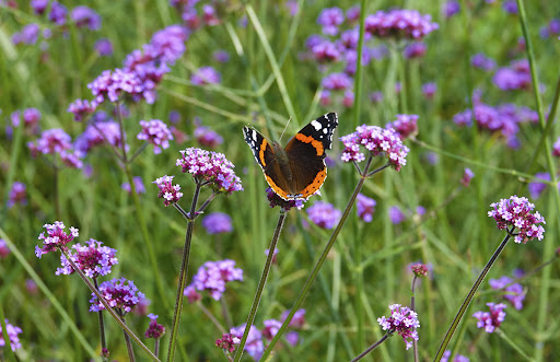 Vlindertuin Park de Meet - Thumbnail