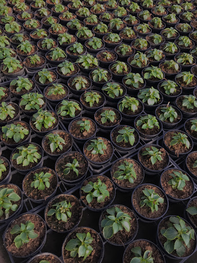 Astati F.lli Garden Vivai Piante