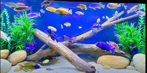 Aquatic Design & Maintenance