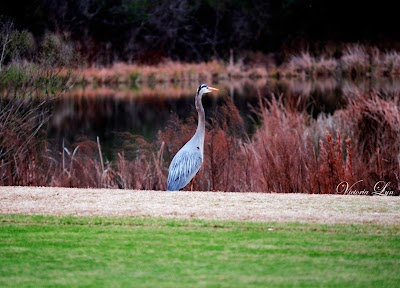Photos of The Country Club at Silver Springs Shores