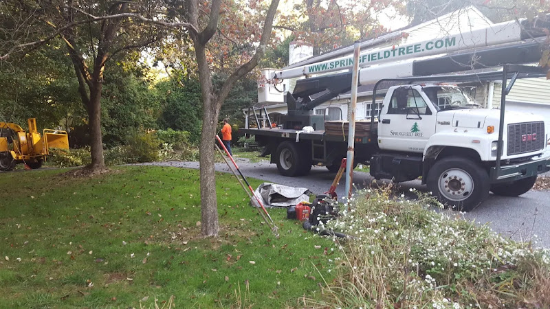 Springfield - Tree Cutting Services, Delaware PA