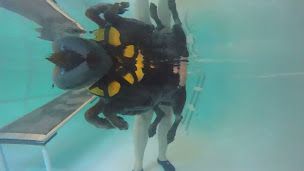 Photo n°2 de Hydrothérapie Canine. Les Compagnons d'L à Le Cailar (École d'éducation spécialisée)