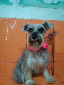 Spa Moda Canino Felino 1