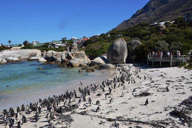 Boulders Penguin Colony