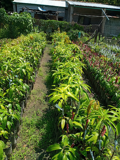 Vivero "El Guayabo" - Thumbnail