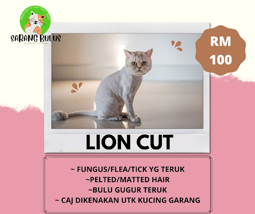 Sarang Bulus Cat Grooming
